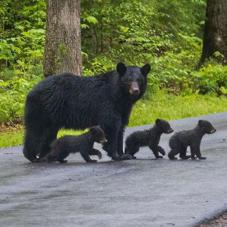 Sunshine Ridge, Hot Tub, Game Room, Wifi, 1089 Free Tickets Each Paid Day, Dollywood And More Sevierville Buitenkant foto
